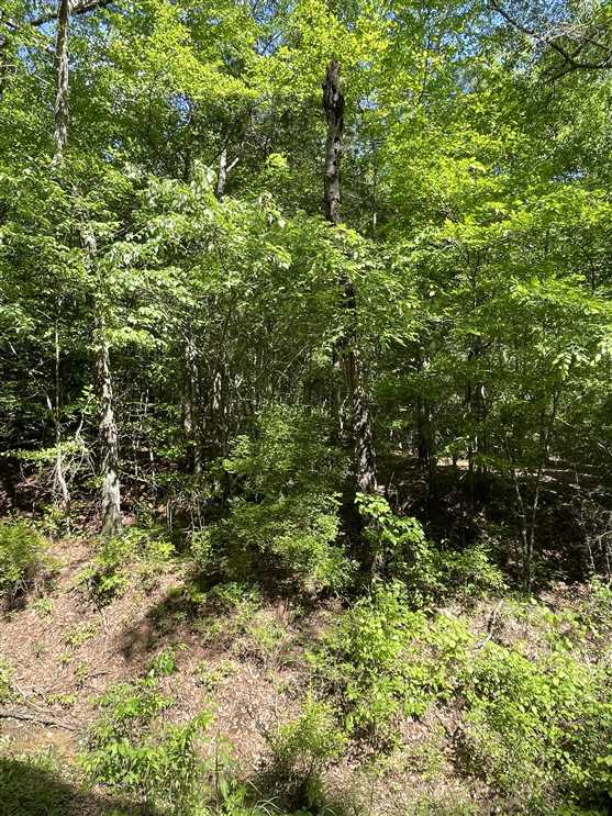 84 Acres of Recreational land for sale in Vernon, lamar County, Alabama