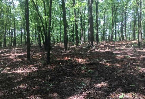 6 Acres of Land for Sale in sharp County Arkansas