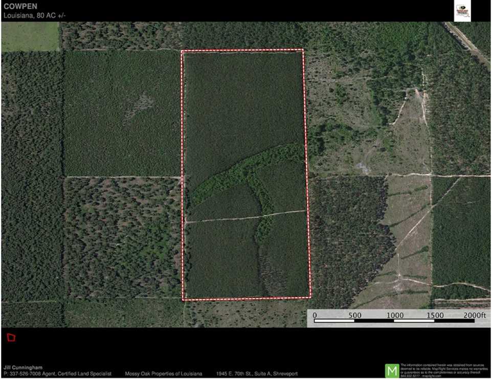 Cow Pen Tract, Beauregard Parish, 81 Acres +/- Real estate listing