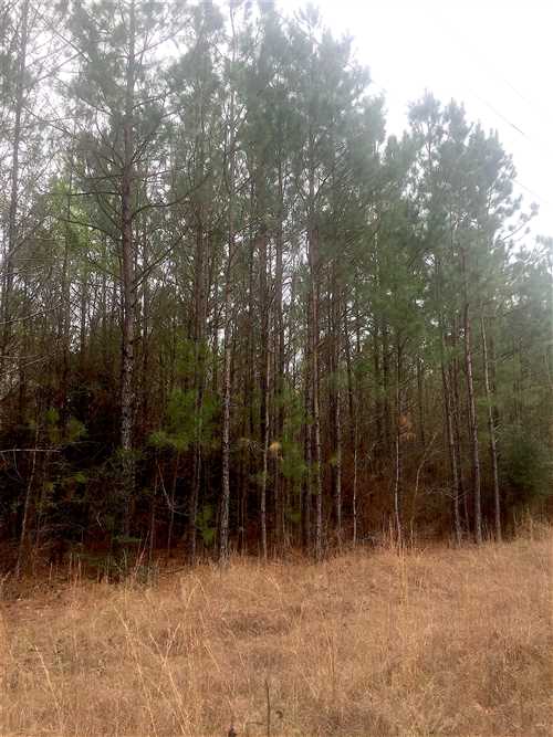 Old Bird Tract, Beauregard Parish, 514 Acres +/- Real estate listing