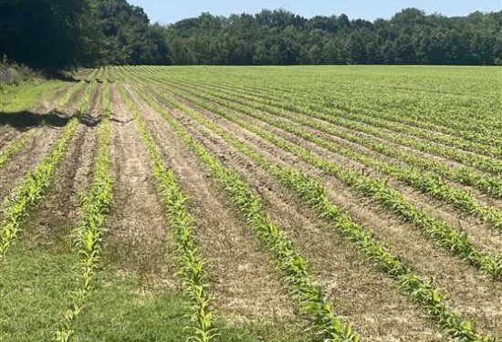 33 Acres of Land for Sale in monroe County Arkansas