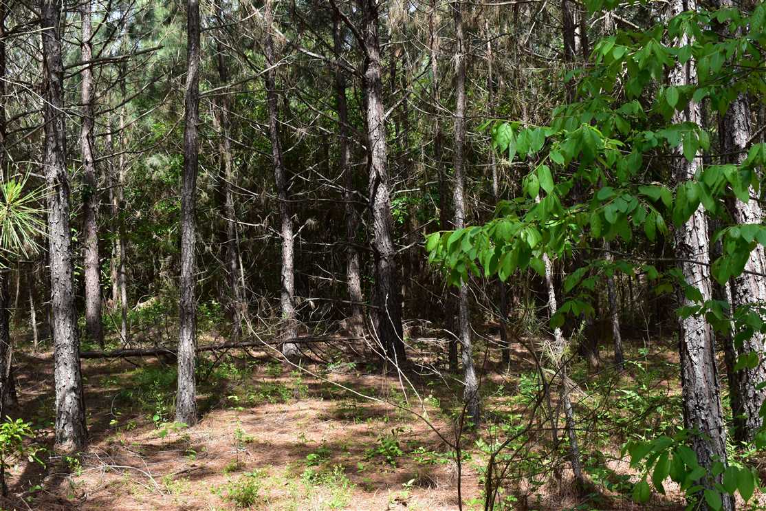 58.57 Acres of Recreational land for sale in Rosston, nevada County, Arkansas