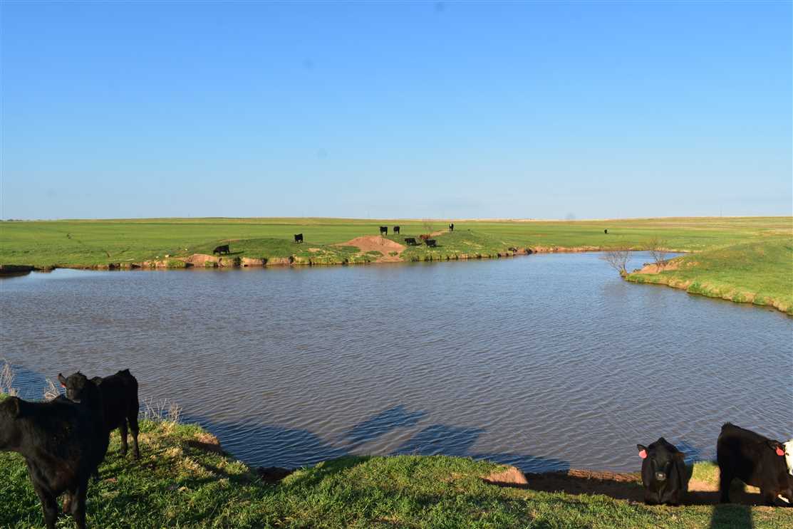 THE COLLIER-Rancher's dream place! Great grazing, hunting and fishing! 775 ac in Clay County Texas Real estate listing