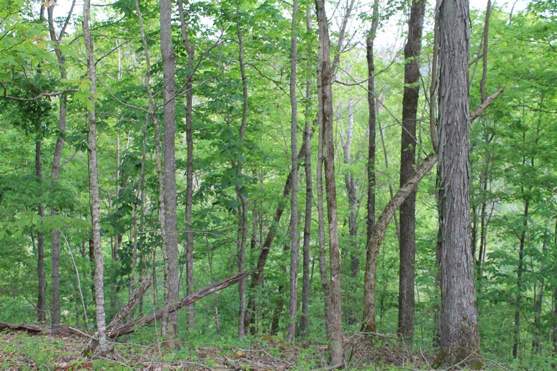 136 Acres of Recreational land for sale in Whitleyville, jackson County, Tennessee