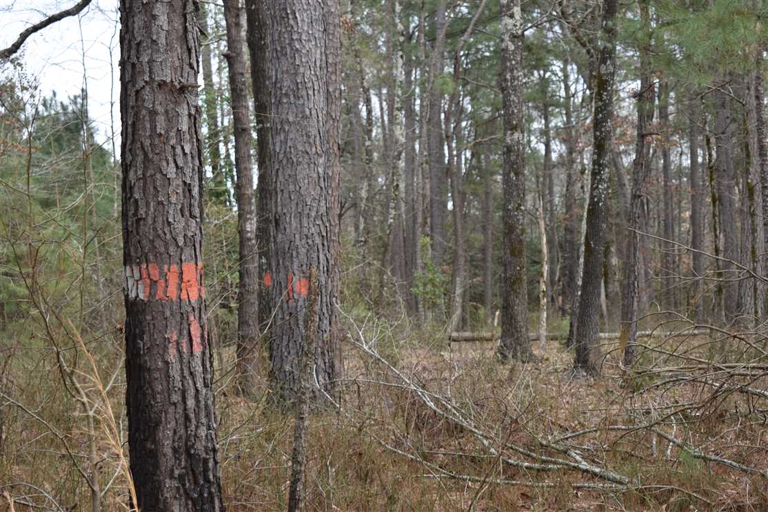 Timberland real estate available to buy
