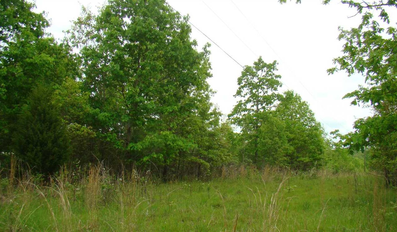 Land for sale at Tbd County Road O-437 Mountain View