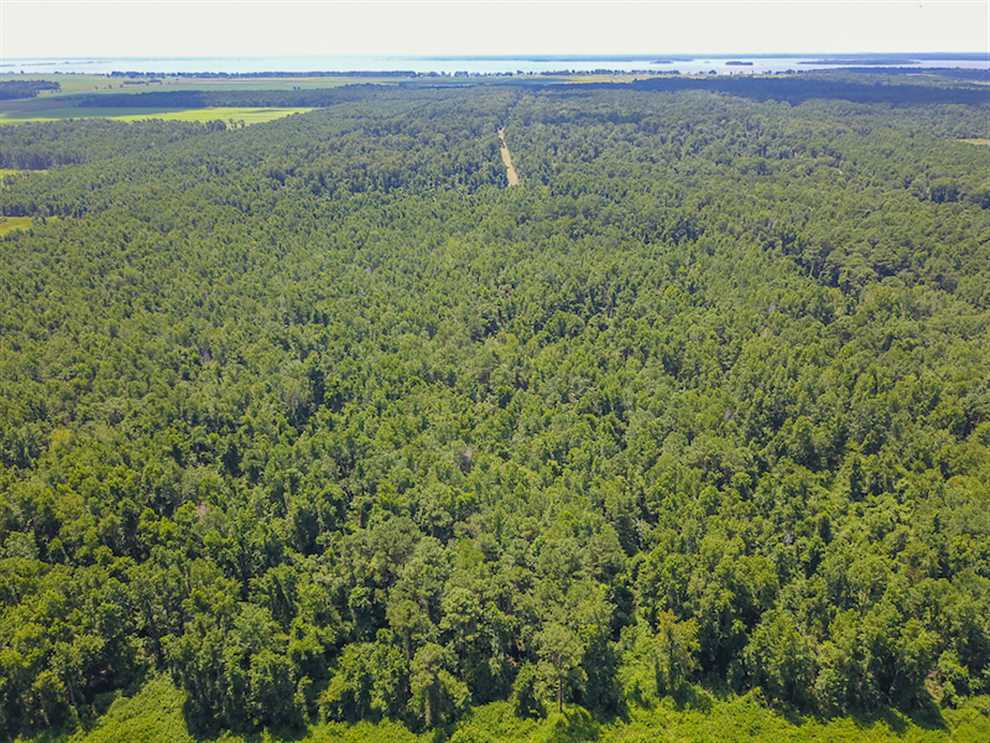 364 Acres of Hunting Land For Sale in Hyde County NC! Real estate listing