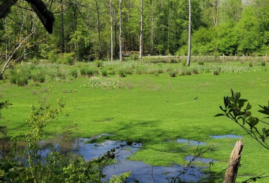 89.5 Acres of Land for Sale in york County South Carolina