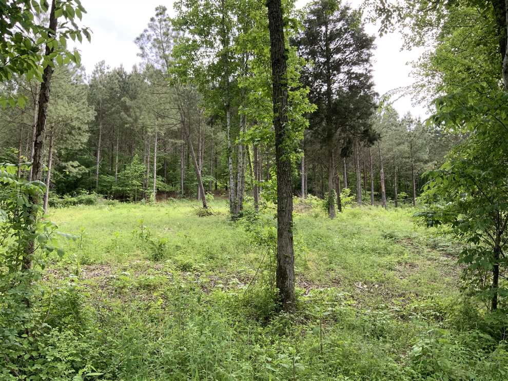 Land for sale at 0 Roan Creek Road