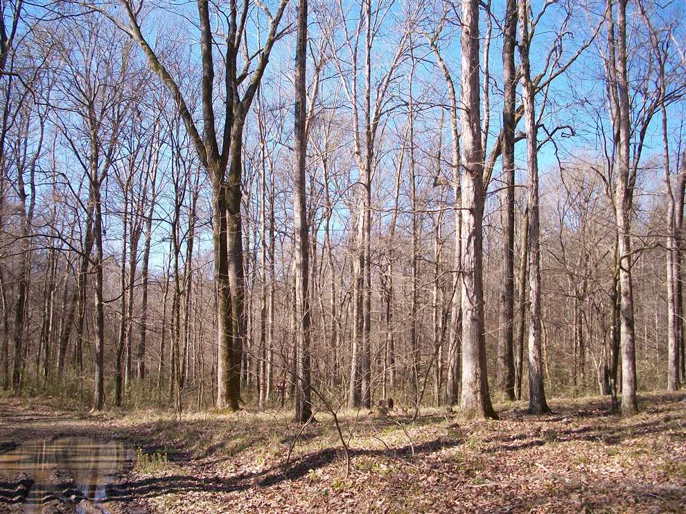 PRICE REDUCTION!!!  1,294.76 +/- Acres: CLAIRBORNE COUNTY, Mississippi Timberland For Sale Real estate listing