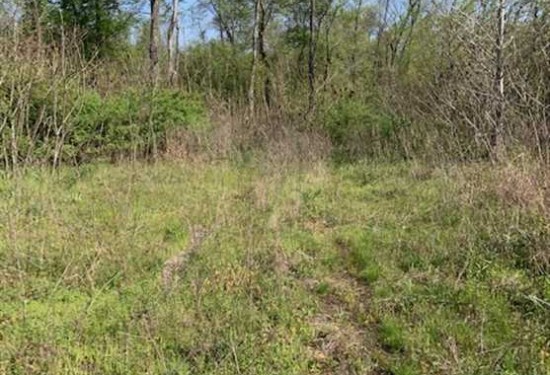 40 Acres of Land for Sale in ripley County Missouri