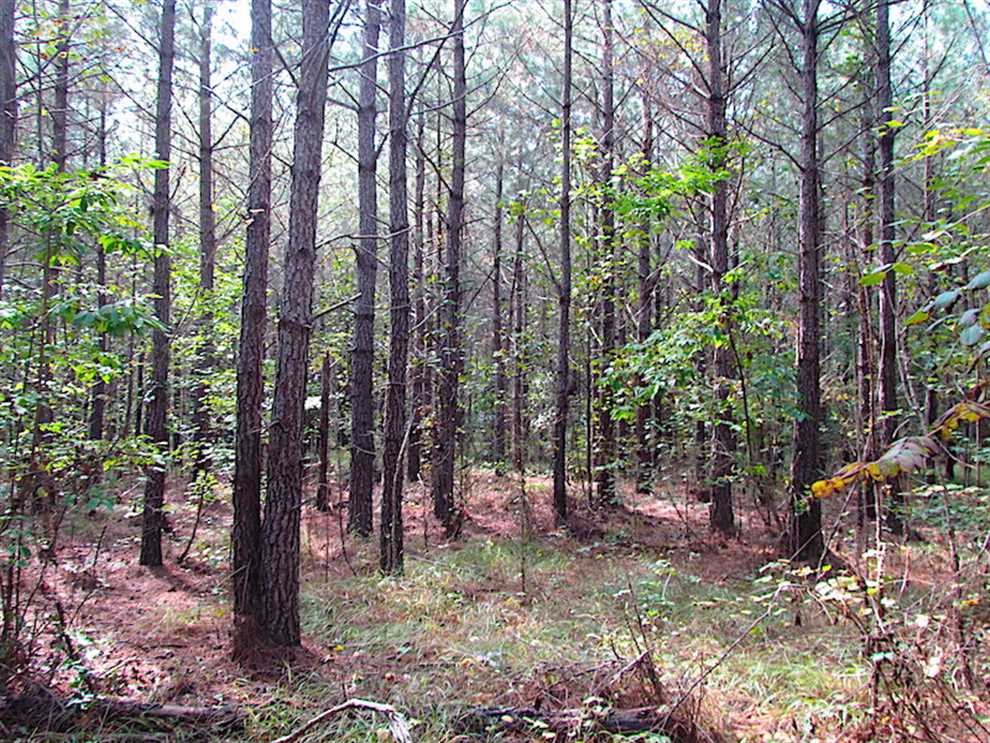 3 Acre Building Site in Wildlife Rich Southampton County Virginia! Real estate listing