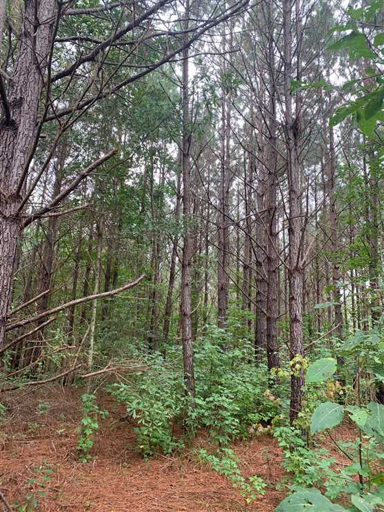 31 Acres of Land for sale in itawamba County, Mississippi