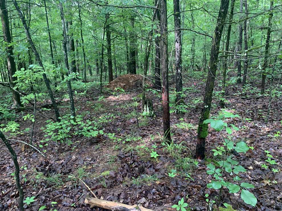 .50 +/- acre Lot on Little Dunham Rd Pangburn AR Real estate listing