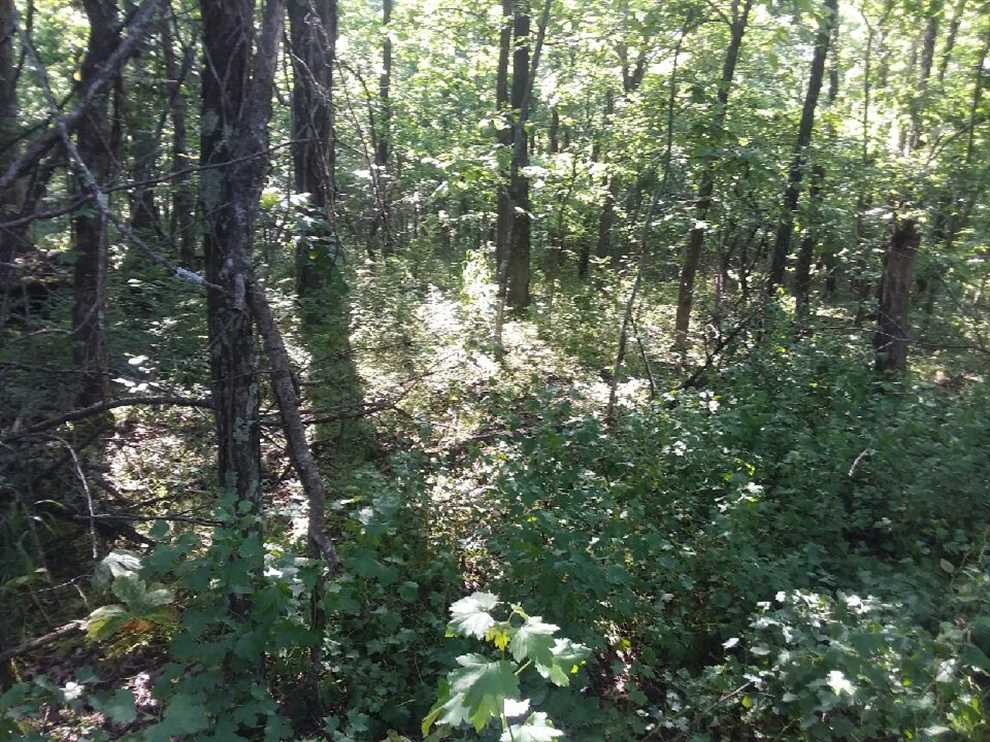 Property for sale at 294 Kudzu Vine Rd.