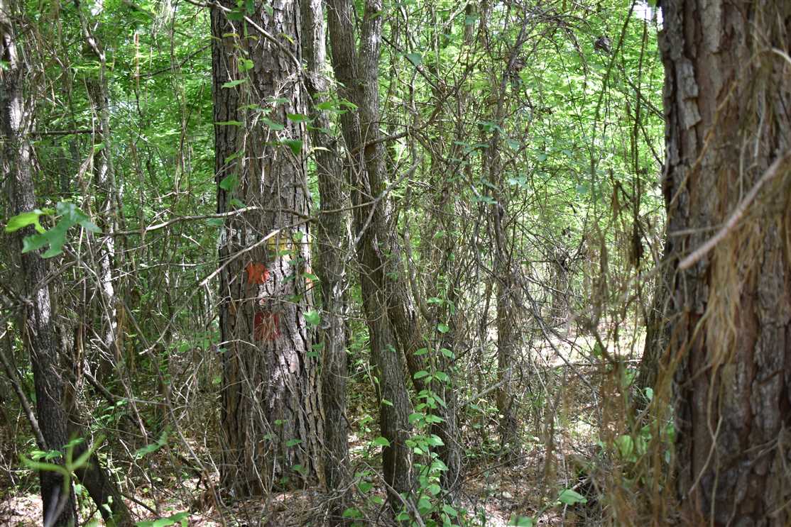 58.57 Acres of Land for sale in nevada County, Arkansas