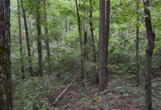 19 Acres of Land for Sale in van buren County Arkansas