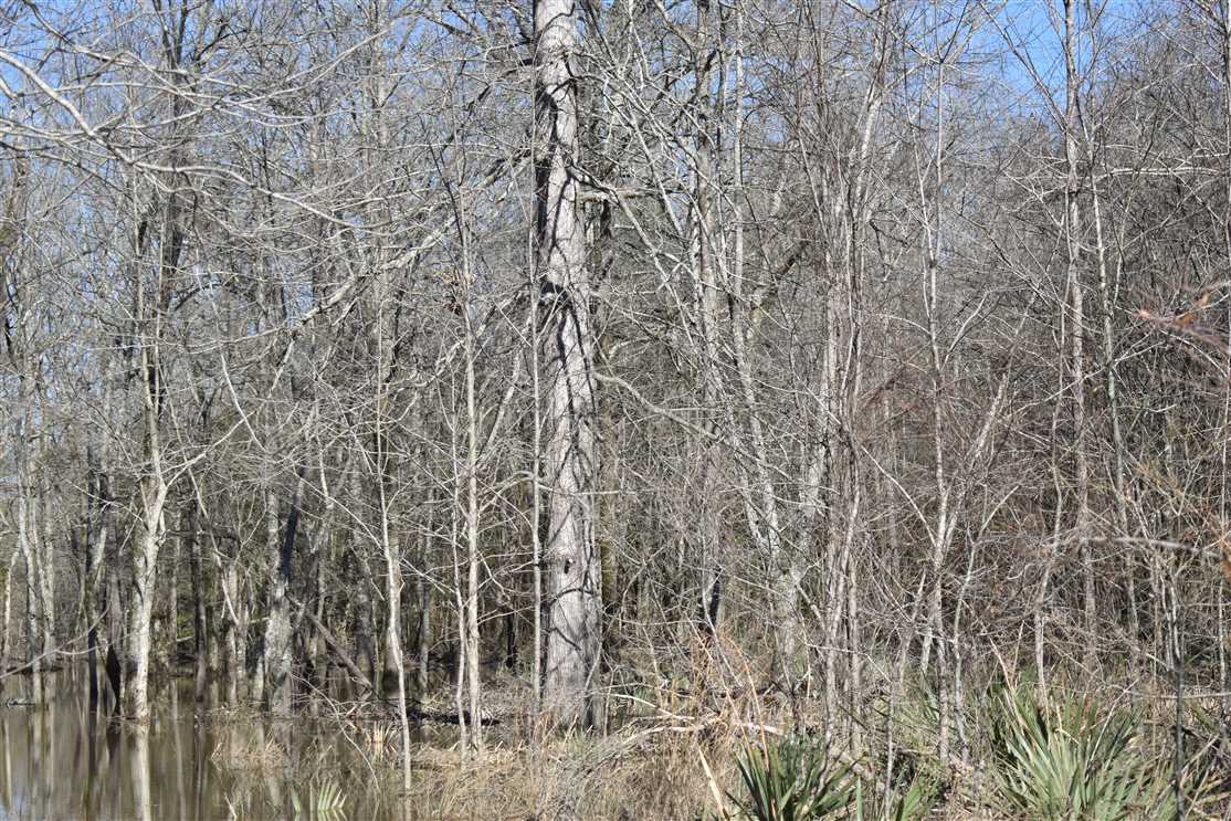 Timberland real estate available to buy
