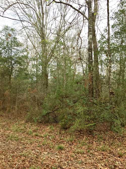 41.3 Acres of Recreational land for sale in Grant, beauregard County, Louisiana