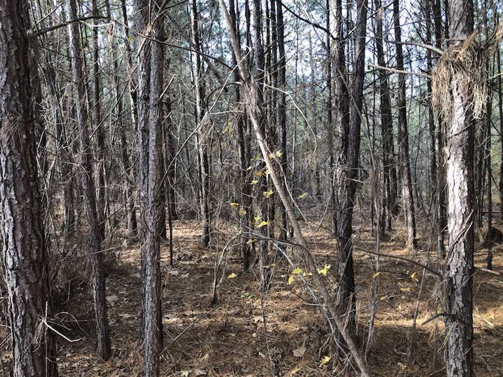 42 Acres of Recreational land for sale in Ridgeway, fairfield County, South Carolina