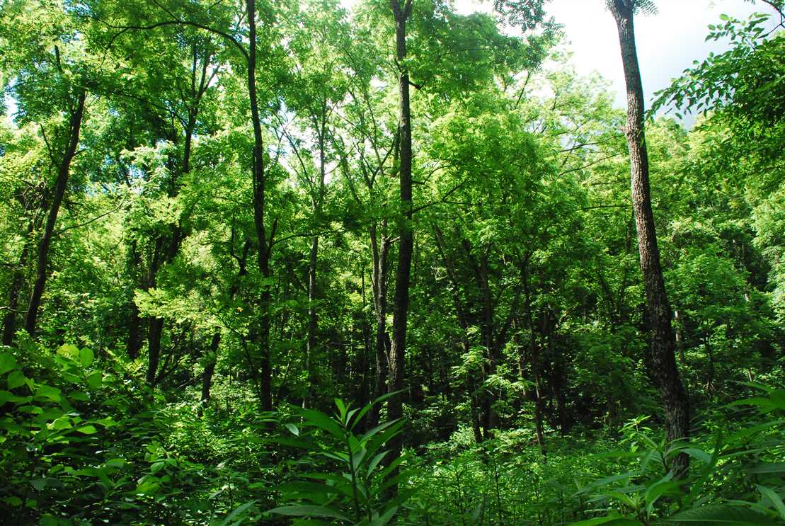 Land for sale at 00 Palmer Camp Branch Drive