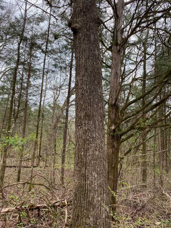 lee County, Mississippi property for sale
