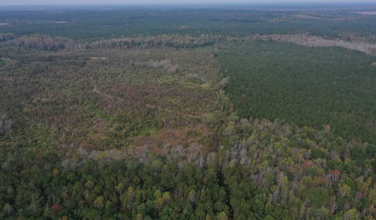 144 Acres of Timber Land For Sale in Halifax County NC! Real estate listing