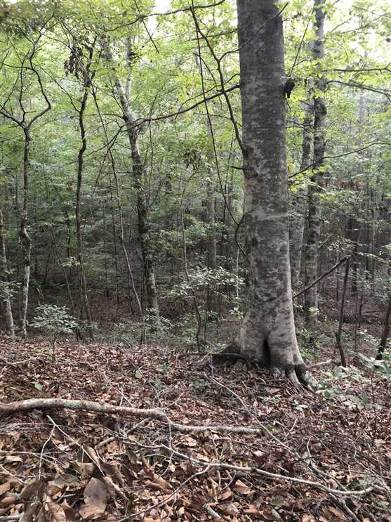 Eason Road Tract, Caldwell Parish, 236 Acres +/- Real estate listing