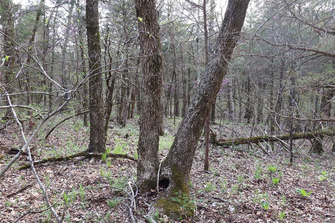 carroll County, Arkansas property for sale