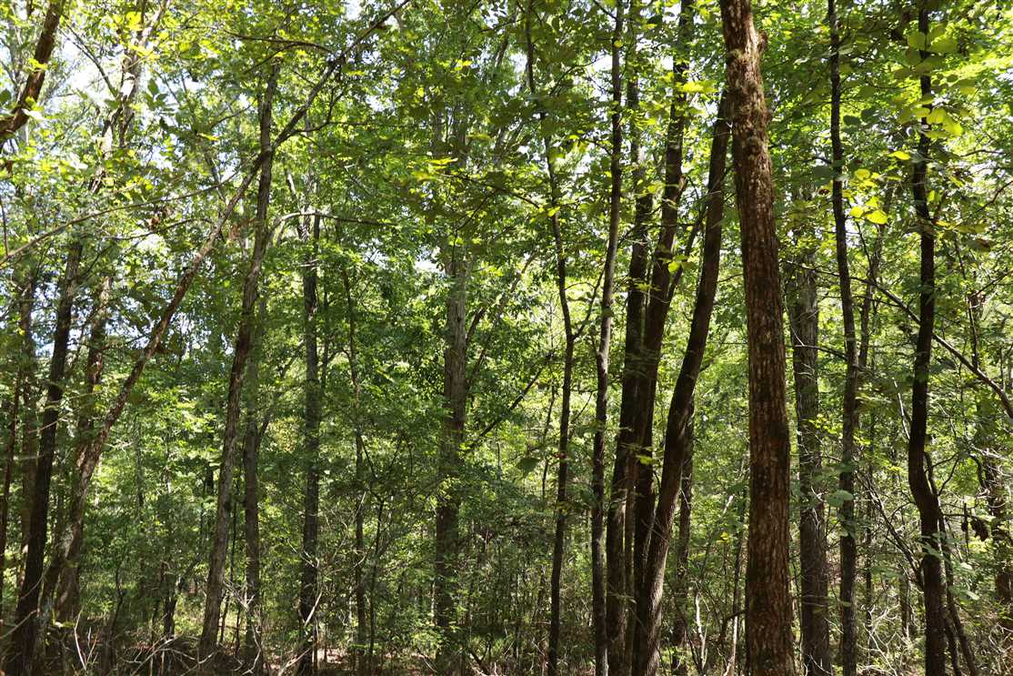 40 Acres of Residential land for sale in Searcy, white County, Arkansas