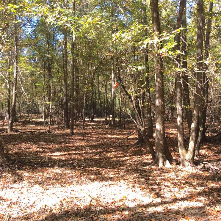 Timberland real estate available to buy