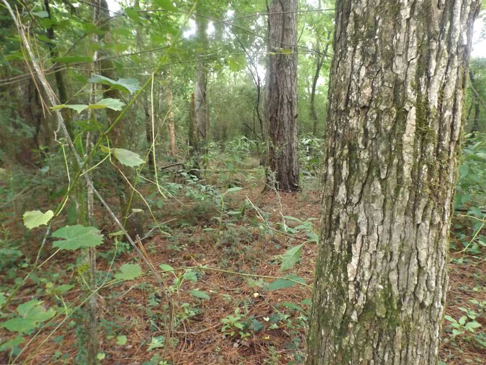 25 Acres of Recreational land for sale in Hamburg, ashley County, Arkansas