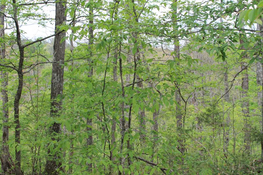 136 Acres of Land for sale in jackson County, Tennessee