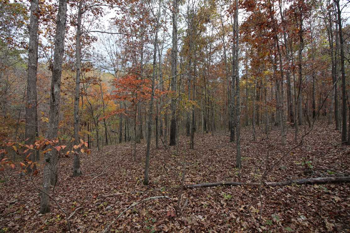 36.5 Acres For Sale in Butler County, Poplar Bluff, Missouri Real estate listing