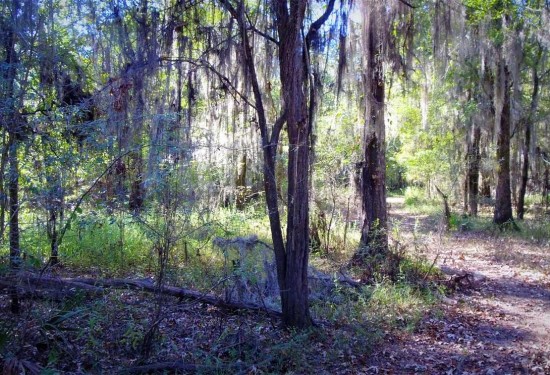 320 Acres of Land for Sale in webster County Louisiana