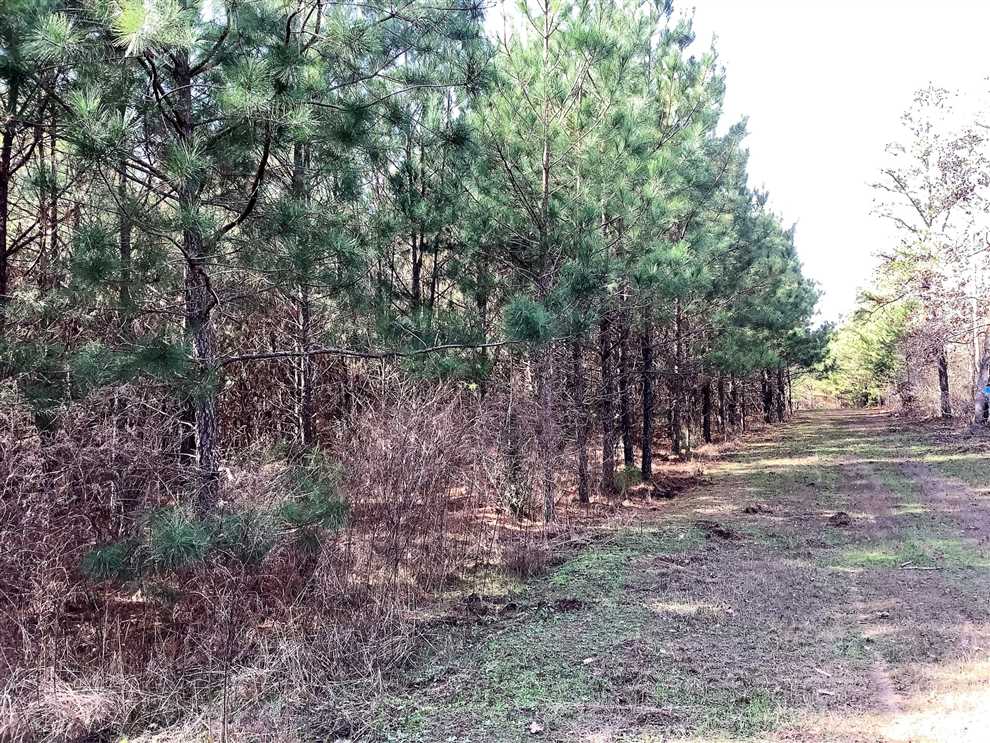 Timberland real estate available to buy