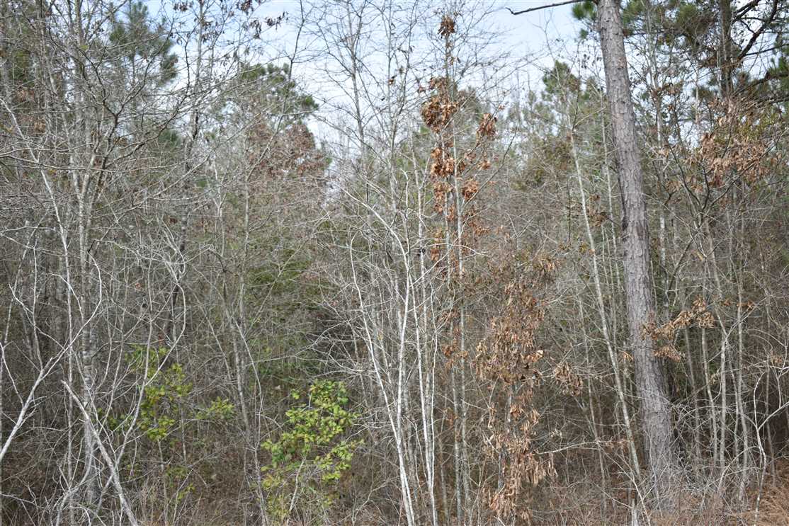 nevada County, Arkansas property for sale