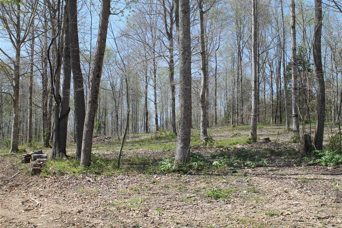 Great 42.5 acre farm located in Macon County, TN Real estate listing