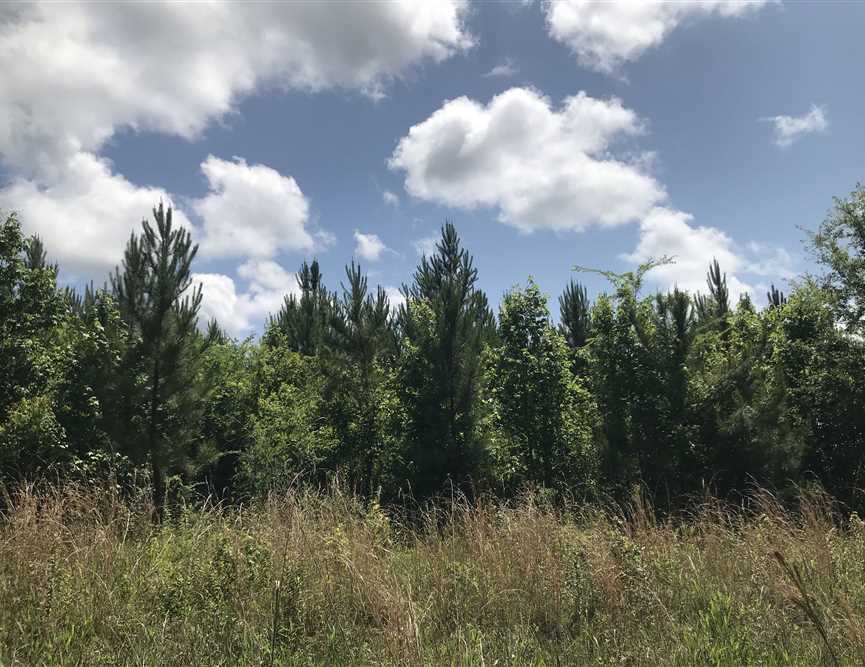 Excellent timber, hunting and recreation tract 70 +/- acres in South Sumter Co., AL on Kinterbish Creek Real estate listing