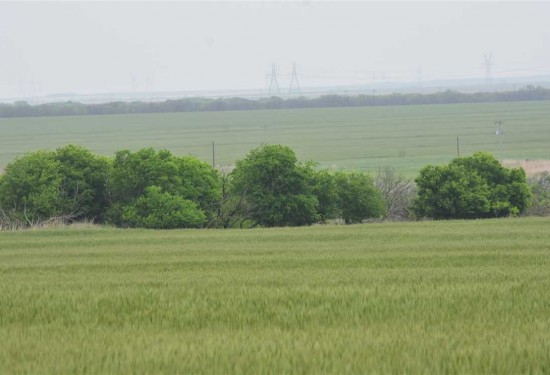269.17 Acres of Land for Sale in wichita County Texas