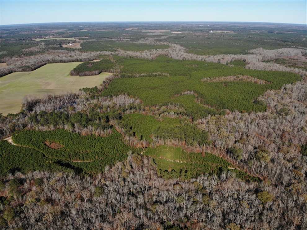 302 + / - Acres of Hunting and Timberland for Sale in Sussex County VA! Real estate listing