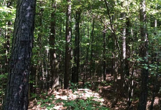 50.16 Acres of Land for Sale in grant County Louisiana