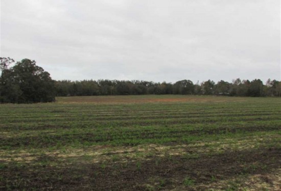 49.1 Acres of Land for Sale in grady County Georgia