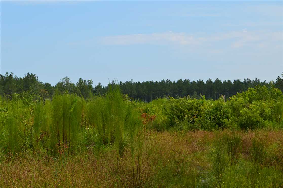 435 Acres Hunting and Timber Land For Sale Pearl River Co., MS Real estate listing