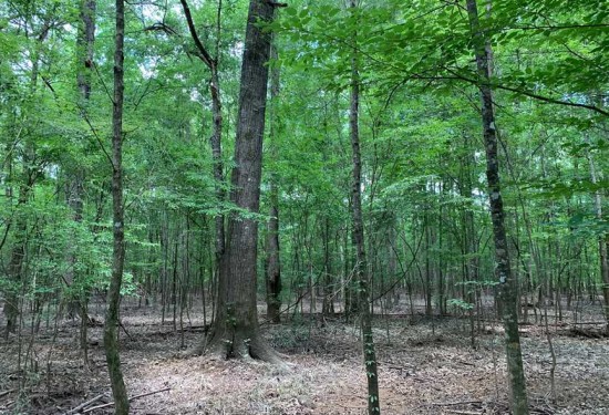 154.82 Acres of Land for Sale in jackson County Louisiana