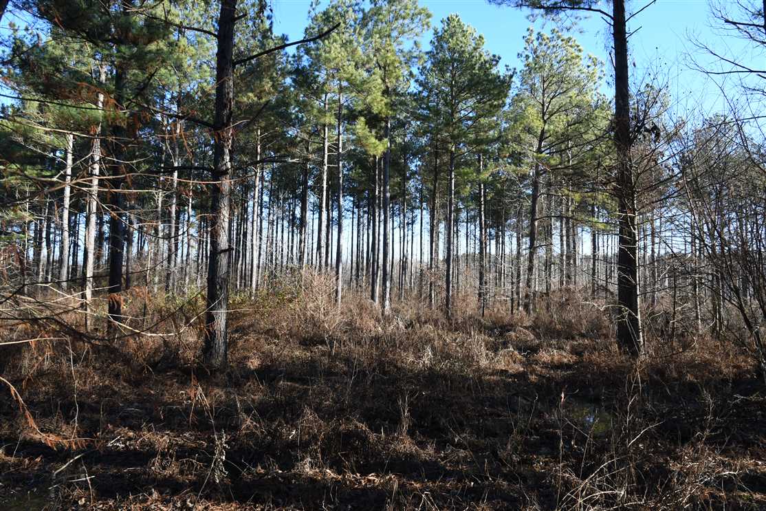 Great Hunting Tract on Cypress Bayou Real estate listing