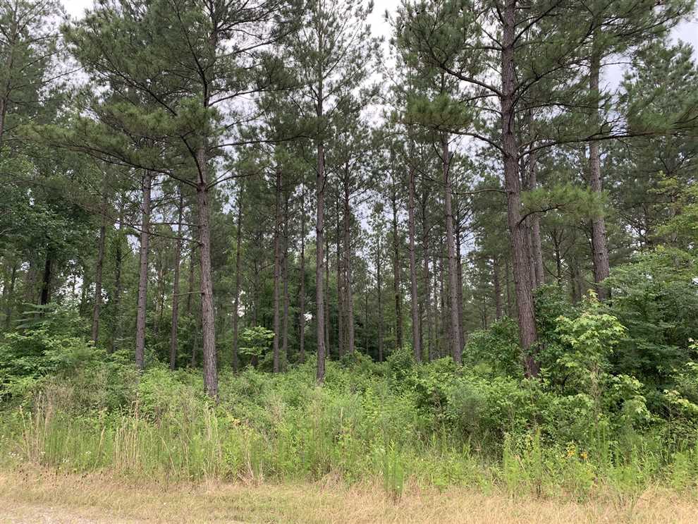Timberland real estate available to buy