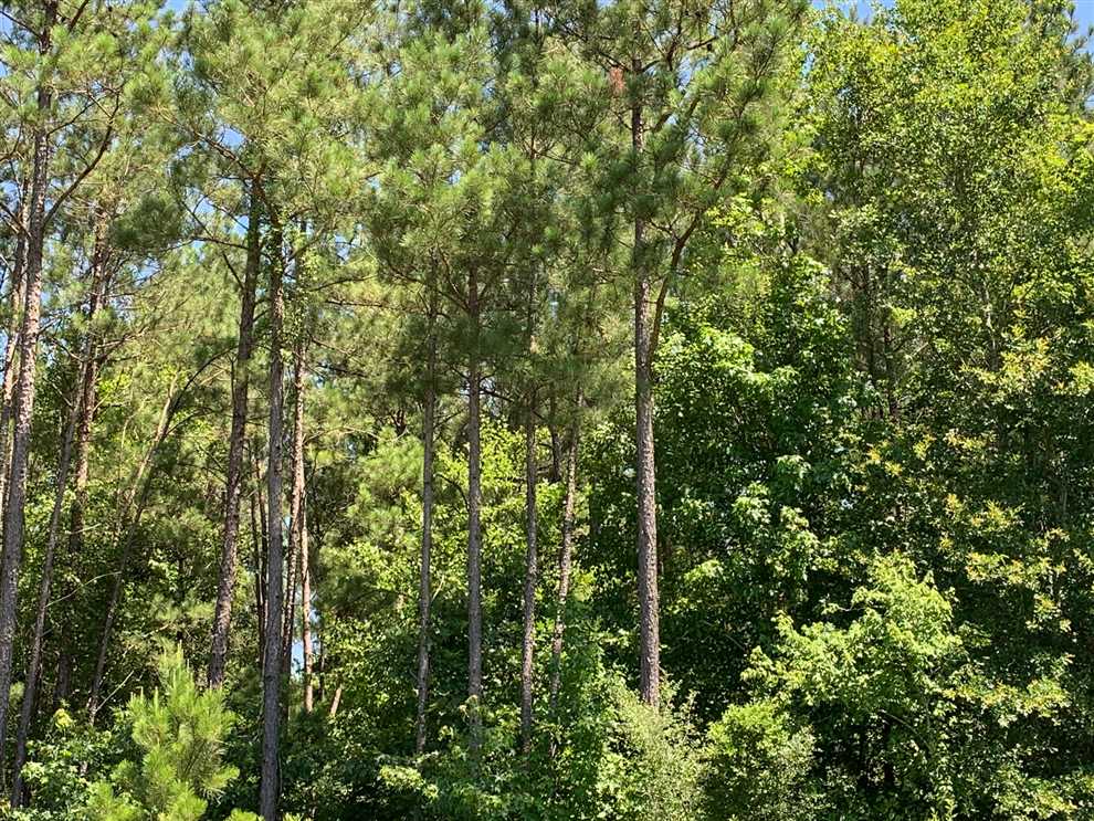 Hebron Tract, Jackson Parish, 30 Acres +/- Real estate listing