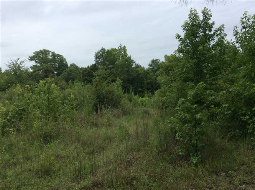 Timberland real estate available to buy
