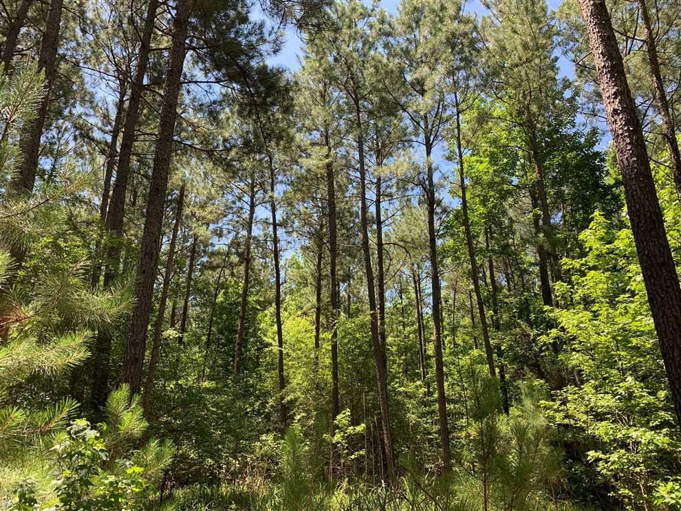 30 Acres of Recreational land for sale in Jonesboro, jackson County, Louisiana